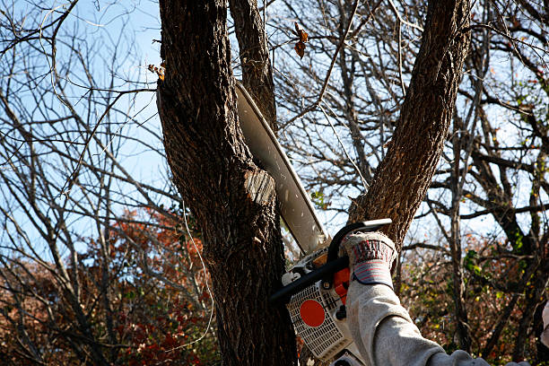 Best Lawn Mowing  in New York Mills, MN